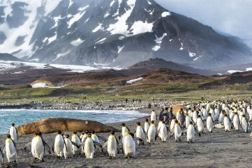 №149 Аргентина, Уругвай, Фолклендские острова, Антарктида, Чили  - Туристический оператор APL Travel (АПЛ Тревел)