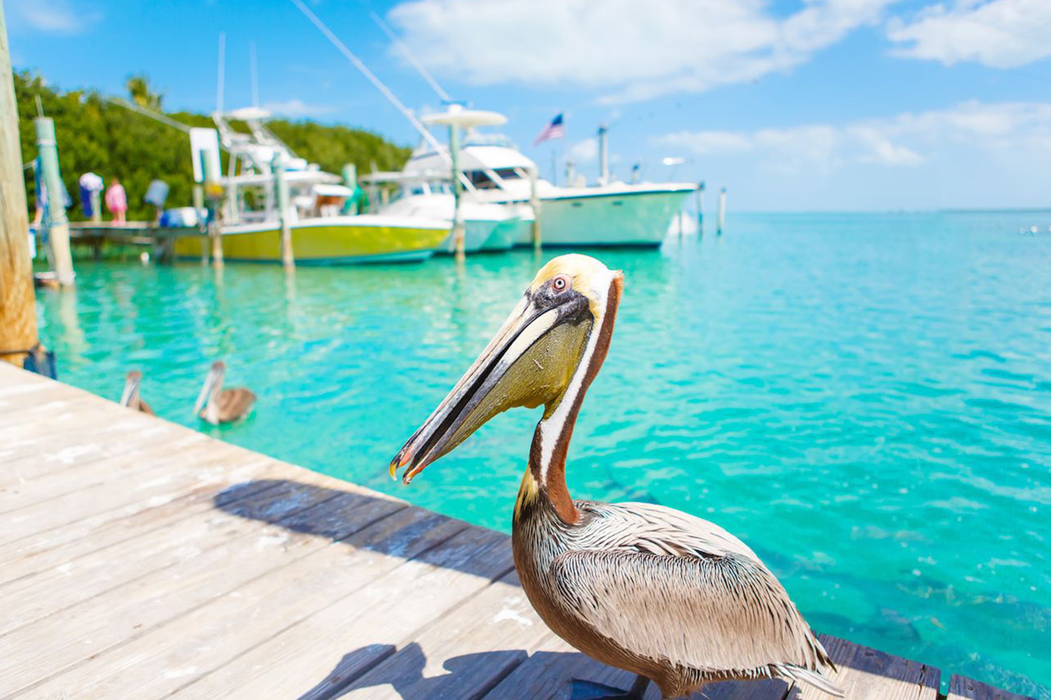 Тур с круизом на MSC Armonia 4*: США, Каймановы острова, Ямайка, Багамские острова - Туристический оператор APL Travel (АПЛ Тревел)