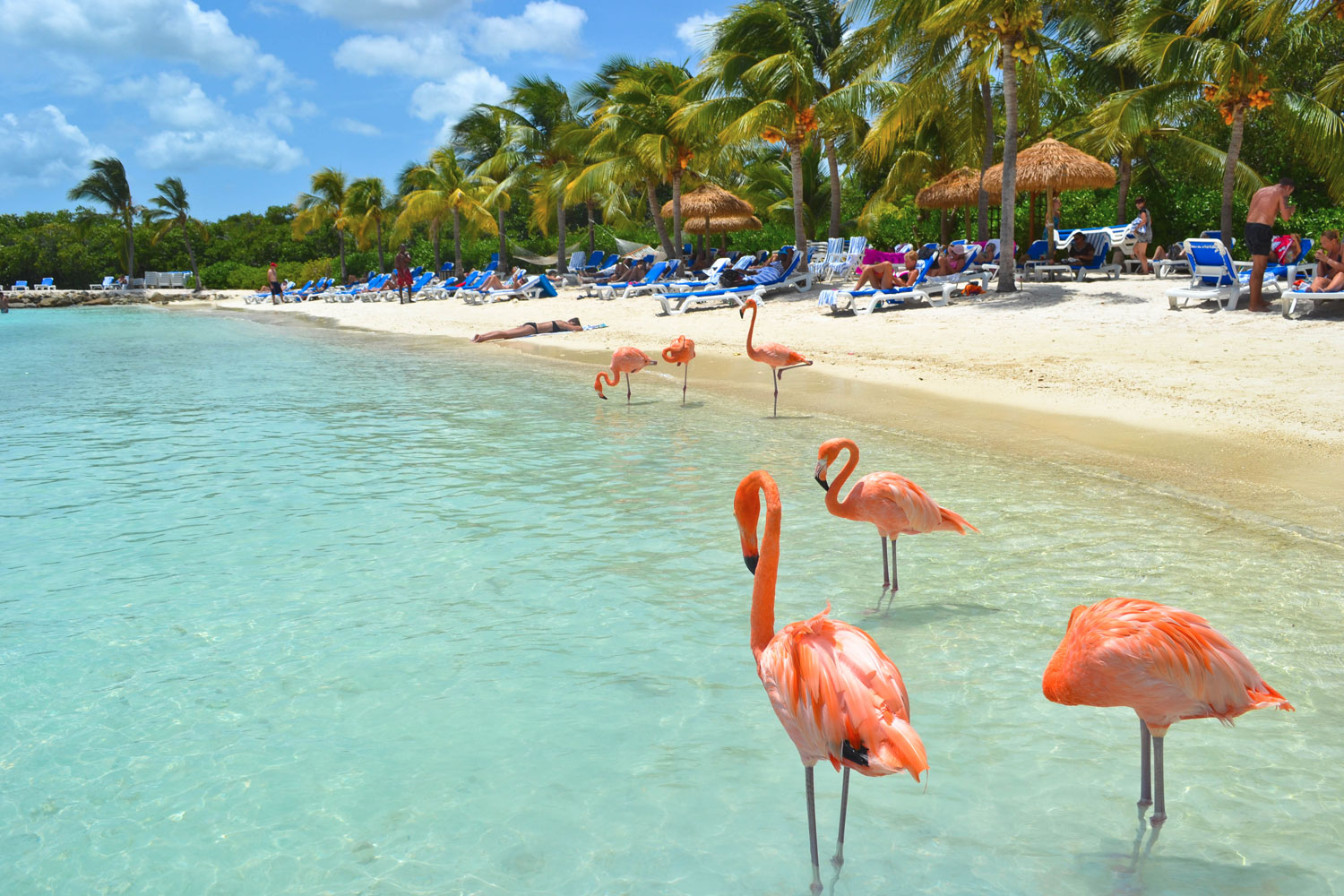 Солнечная Доминикана на Новый год - Туристический оператор APL Travel (АПЛ Тревел)